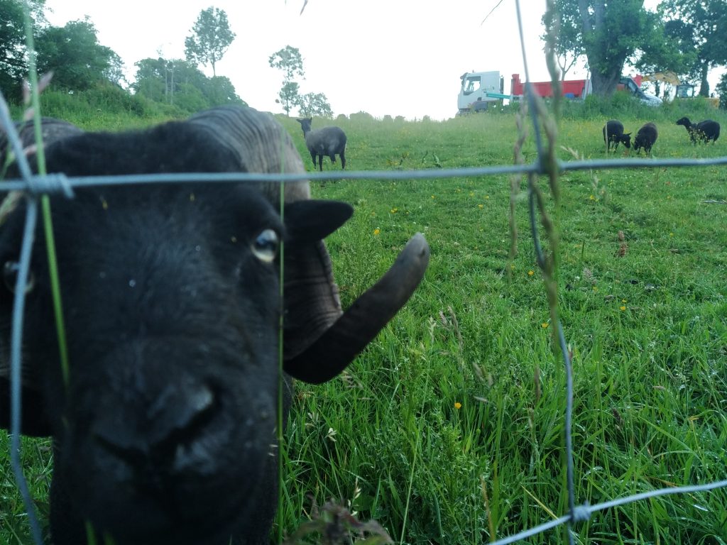 L'assainissement, ça me rend chèvre !