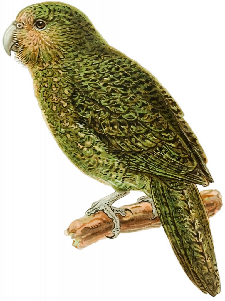 Le Kakapo est un oiseau qui n'a rien à voir avec l' assainissement