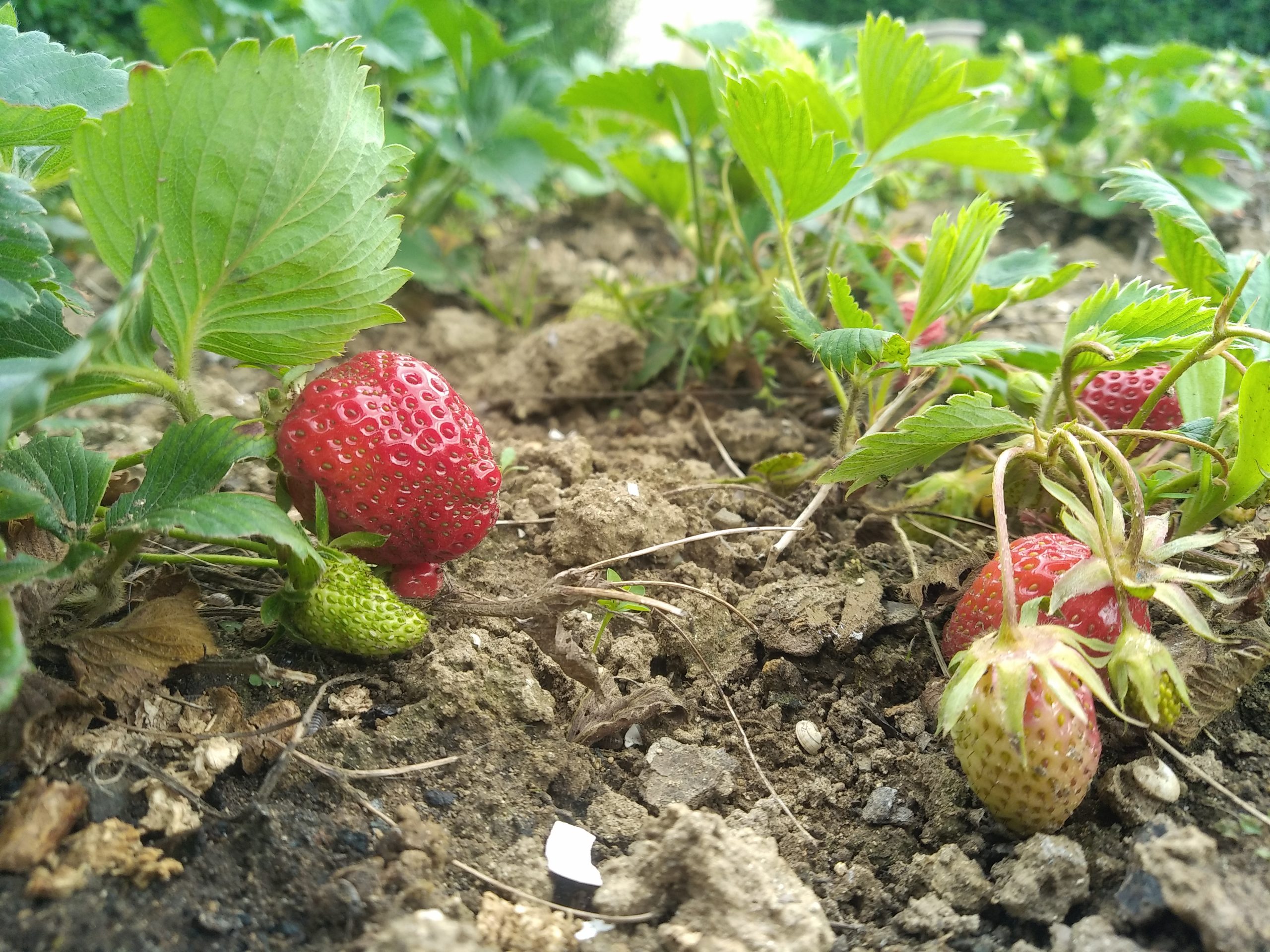 Récupération d'eau de pluie pour l'arrosage d'un potager