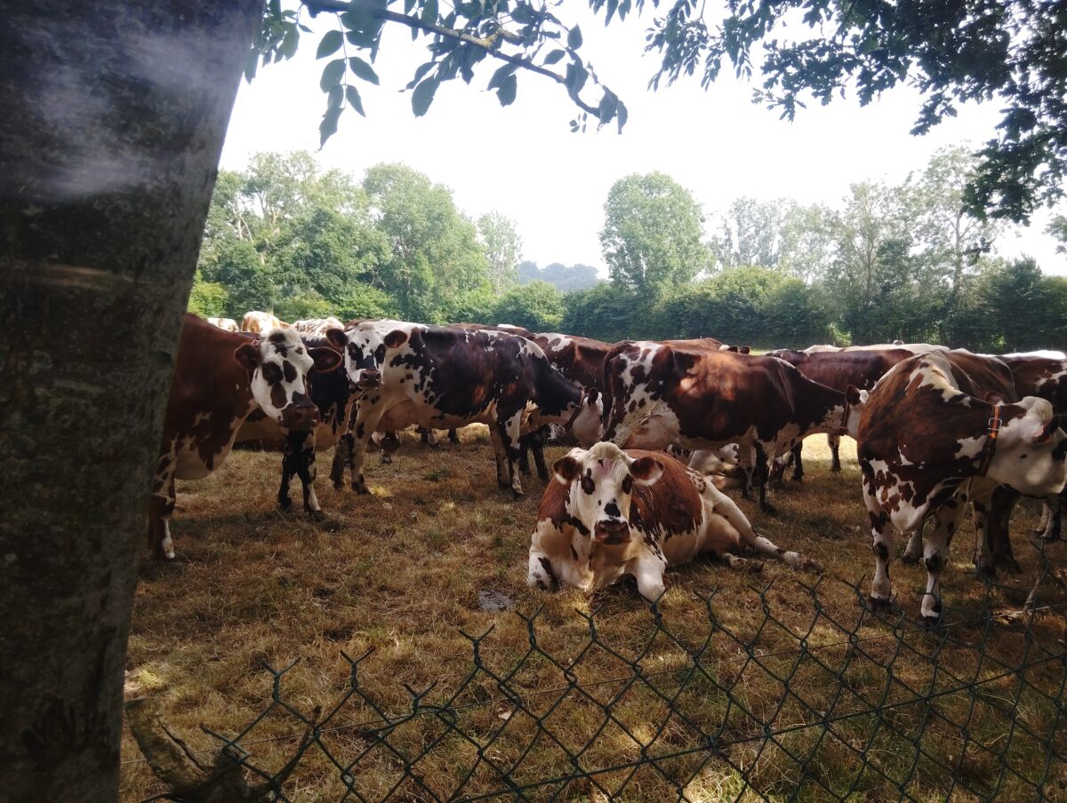 Canicule : les vaches Normandes cherchent l'ombre